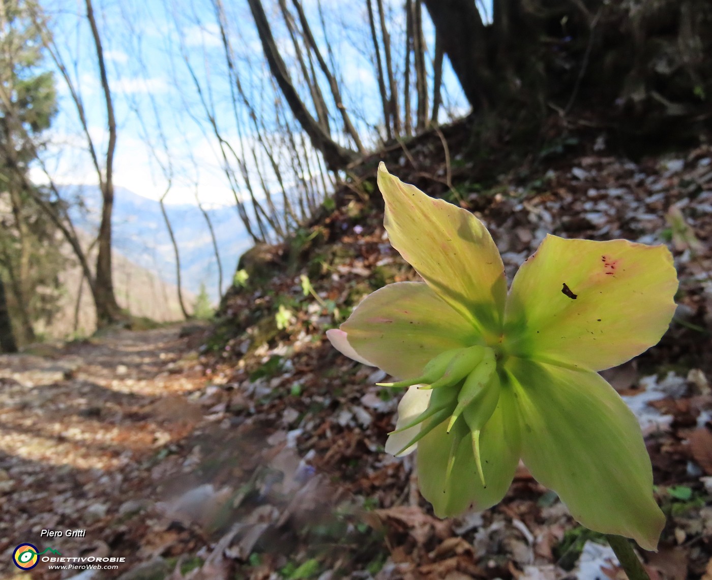 23 Helleborus niger (Ellebori) in fruttescenza.JPG